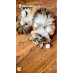 Kater Kasimir Premium Katzenminze, 60g Vorratspack (getrocknet, Geschnitten Und Gesiebt) -Ruffwear Verkäufe 0a8ae32e60664223a1beefc94e9ac56208606b87 1408153 de DE adc4a873272fd6b5f96f57d3a5134693bfc5f272qXbFbT