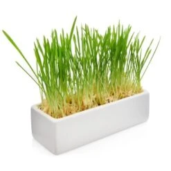 Canadian Cat Company Futterbar Cat Diner Grau/ Weiß -Ruffwear Verkäufe 0e525574824550e168be02a6fecb7a609ed284ae 1360972 de DE a02d68c3a8d109b1266e955b4dfb6c9ffc1d2950Klvw73