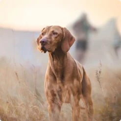 REAL NATURE Senior Lamm & Kalb 6x800 G -Ruffwear Verkäufe 2a7e6cb20be89e03efc3fb044f52385d1267f3cd 1314110 de DE Real Nature Original Dog bild