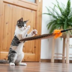 Schlitzohr Federwedel Birdy 3er Pack 16 Schlitzohr Federwedel Birdy 3er Pack -Ruffwear Verkäufe 2e08cedc855b4fe4d22372cc22f48cef3188be3c 1659562 de DE 4a8ba2ccf79071630769db1080a8b14fba93fcb3EKX8X8