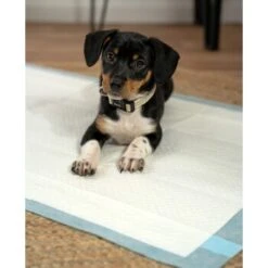 Lionto Welpenunterlage 6-lagig L -Ruffwear Verkäufe 4274421ea2d35125f015c28a49d1a6bdcfc126a3 1665927 de DE 302567d508aecfa59a43e3f8f707de496aef7c58MXzLu8