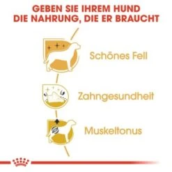 ROYAL CANIN Poodle Adult 7,5 Kg 10 ROYAL CANIN Poodle Adult 7,5 Kg -Ruffwear Verkäufe 4355b892883386eeffdea0883bc90c793459812d bc34c65453008173386e7fdf784644e070da89b9