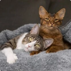 SELECT GOLD Pure Chicken Snack Kitten 8 X 75g -Ruffwear Verkäufe 536de371626fbac7381fe51ce63607aedfae0cd8 1099803 de DE 4 Select Gold Cat 8