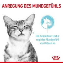 ROYAL CANIN SENSORY Feel In Gelee Für Wählerische Katzen 12x85g -Ruffwear Verkäufe 590127f8e1b52f0756894eced70d3b3549a39521 4ac93b4f7ac0e7f93318f085864f31129c728871