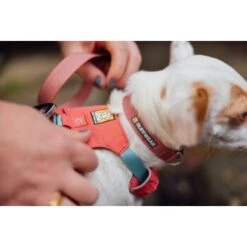 Ruffwear Hi & Light™ Halsband Pink XS -Ruffwear Verkäufe 5a485b30804486c1a98a1936c73016ca7791107a 1444304 de DE e94a35b8fbe8fd878b386a3714b4e7c5737520e83PvpSP