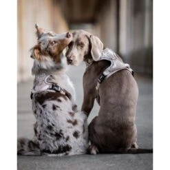 Freudentier Atmungsaktives Hundegeschirr S 17 Freudentier Atmungsaktives Hundegeschirr S -Ruffwear Verkäufe 60763e7cdc3143ae2ada3f33a2b124e946c82892 1429123 de DE 05eb8356fc8846a85db1b1c7dbf343213de5fba4a7ntWK