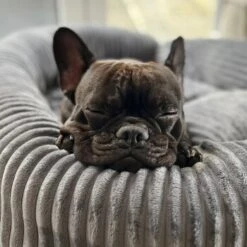 Wallace & Jones Hundebett Cordo Dunkelgrau S 13 Wallace & Jones Hundebett Cordo Dunkelgrau S -Ruffwear Verkäufe 650358cd3f1512840f1cd8a9a581a4dfbde6e458 1449005 de DE dc5e53058606749041c91f632b2e56fc84c2efc1LzmiN1