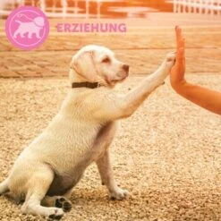 ADAPTIL Junior Halsband Anti Stress Erziehungshalsband -Ruffwear Verkäufe 67b89bee3850f699c65a5983d0d06574d2ec9208 1287044 7