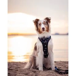 Freudentier Atmungsaktives Hundegeschirr "Let's Get Foxy" XL -Ruffwear Verkäufe 69724fa8e6bdf1a2a78b5cc25bb83c70530bd933 1431207 de DE 7cdf6163813e48148f2956dc9c8995ea10e69db4poiTJE