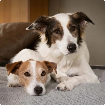 SELECT GOLD Complete Maxi Junior Rind 4 Kg 4 SELECT GOLD Complete Maxi Junior Rind 4 Kg – Bild 4