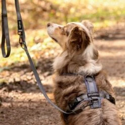 STUCH Geschirr Hund Gepolstert Schwarz XS -Ruffwear Verkäufe 7a1c9d546c19f08194414d37b16b69c27b92778e 1410595 de DE dce7e0c7e703676d73dc32a22bfb46eb480ed9968Nidwb