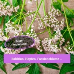 BeG Buddy Beruhigungsmittel Anti Stress 7 BeG Buddy Beruhigungsmittel Anti Stress -Ruffwear Verkäufe 7c3846491df427de932f09e57699b9a6d324d947 1457250 de DE c55bd45ac79813393a79e368d342148cdba9e2f0PJmATI