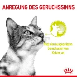 ROYAL CANIN SENSORY Smell In Gelee Für Wählerische Katzen 12x85g -Ruffwear Verkäufe 8189732b9ae1a398fb4fb109d95a4bf54f9ea43e e98d42f060ba951a9dc658034746788da77dfcfd
