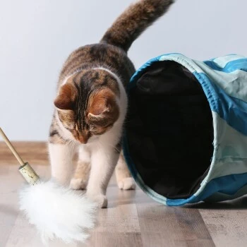 Kater Kasimir Premium Paket Mit 7 Beliebten Katzenspielzeugen Aus Naturmaterial 4 Kater Kasimir Premium Paket Mit 7 Beliebten Katzenspielzeugen Aus Naturmaterial – Bild 4