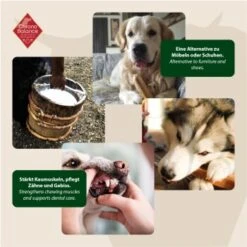 ChronoBalance Kuhmilch Käsestick (M) 2er Paket 8 ChronoBalance Kuhmilch Käsestick (M) 2er Paket -Ruffwear Verkäufe 9601d295b35f9676b7f908837c6a6701b7df7140 1418706 de DE 6e5d452c715e3c46c21bd7dd434bb74b98e2078fzCjb4S