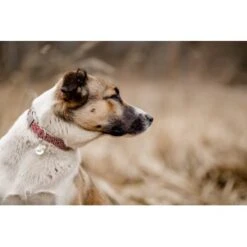 THE DOG IDEA Boho-Chic Halsband June S 9 THE DOG IDEA Boho-Chic Halsband June S -Ruffwear Verkäufe 9a4d5a684cfd1e6c2d2173609282c1822bea620c 1662735 de DE 6e0814c83a3ae6d1ee3ccd901e0fc15b1c4295e8bCG0ze