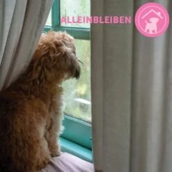 ADAPTIL Junior Halsband Anti Stress Erziehungshalsband -Ruffwear Verkäufe 9bbf7e6f41f83b5fa8b29d667d967c1e0968de59 1287044 8