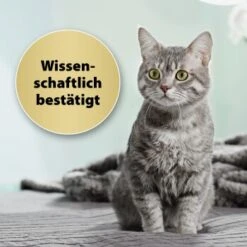 Felisept Home Comfort Set Diffusor + Flakon 45ml 7 Felisept Home Comfort Set Diffusor + Flakon 45ml -Ruffwear Verkäufe 9c015fbf97e9da0b9557db7ed4b82ab2943cb9e3 1667495 3