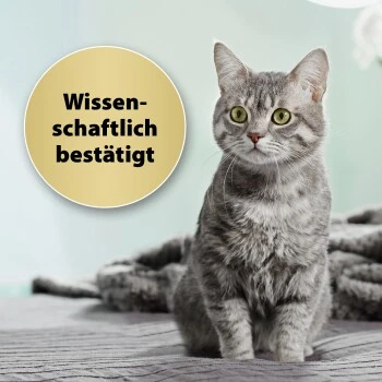 Felisept Home Comfort Set Diffusor + Flakon 45ml 4 Felisept Home Comfort Set Diffusor + Flakon 45ml – Bild 4