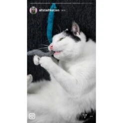 Kater Kasimir 3 Handgerollte Filzwürmchen Aus Schurwolle + 1 Mini-Flasche Katzenminze-Spray -Ruffwear Verkäufe 9f7ff512709dd50e91c430c3ac3ef7ee598f1a2a 1409266 de DE 1fc0cc3c919dcaaf28a0e442859a52c0a2aaef43Mb7rqZ