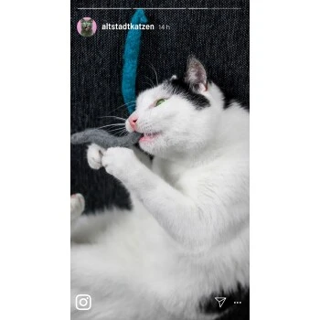 Kater Kasimir Premium Paket Mit 7 Beliebten Katzenspielzeugen Aus Naturmaterial 3 Kater Kasimir Premium Paket Mit 7 Beliebten Katzenspielzeugen Aus Naturmaterial – Bild 3