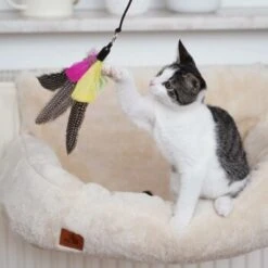 Schlitzohr Katzenangel Federanhänger 5x -Ruffwear Verkäufe ac968f3e92fea38def92e5a7524fa7085dc78563 1484675 de DE ddb20d567bfb55f49958028f07ad50186cd87523xUAnfc