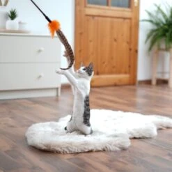 Schlitzohr Federwedel Birdy 3er Pack 12 Schlitzohr Federwedel Birdy 3er Pack -Ruffwear Verkäufe ad71433917b4c75207a76b8cde2a63e28ac6a3f4 1659562 de DE 3439e97a8a6ef7574f0506829a0694961b8792bfHS2VqL