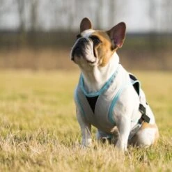 Trovet Suitical Kühlweste Dry Cool M 9 Trovet Suitical Kühlweste Dry Cool M -Ruffwear Verkäufe b32e0654ab987d26790de796cf13d2e54cbed73f 1321386 de DE Trovet suitical 6 Kopie