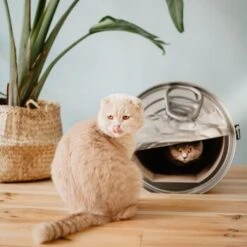 District 70 CAN Cardboard -Ruffwear Verkäufe b74e7b3e816e0644dc79f2602e8fd6b2e0c86d73 287b4bbd5048dc2cbb169bff1f18c2c75fd90f94