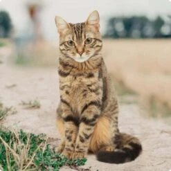 REAL NATURE Original Kitten 12x85g Huhn Mit Pute Mit Roter Paprika Und Lachsöl 8 REAL NATURE Original Kitten 12x85g Huhn Mit Pute Mit Roter Paprika Und Lachsöl -Ruffwear Verkäufe bc56b458619aa86240780c2f64ff928db9b8da6b 1246887 de DE Real Nature Original Cat Bild