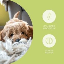 Mammaly Puppy Power 110g -Ruffwear Verkäufe c7cef81181d0b2152b816e59970ecf56019ccf1c 1472892 4