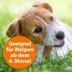 Ardap Spot-On Für Hunde M -Ruffwear Verkäufe cc8226a4311440444ba61845d05b9ea4b0fb5388 1150898 de DE eaa998d5d9a4dddabb20499675a876ce02b34af5Ub2MBM