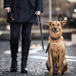 THE DOG IDEA Biothane Halsband Gold Braun XS -Ruffwear Verkäufe d512e094ef874a15eecfe9b828bfc911b6bf4b89 1655403 de DE 01b2176a917ca11ea55be7a01d9a2ab678a246c6hgv4Ao