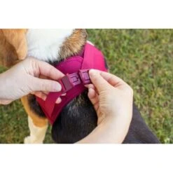 Curli Vest Harness Clasp Air-Mesh Grün XXXS -Ruffwear Verkäufe d81b750194fc7063f3722337b027ef9b47a3b4dd 1375075 de DE curli photoshoot 601 1