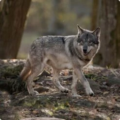 REAL NATURE WILDERNESS Maxi Junior Pure Duck 4 Kg -Ruffwear Verkäufe d8df16d01d44eca47dceb4029baf88ff4ded8402 1248542 de DE Real Nature Wilderness Dog bild