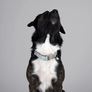 THE DOG IDEA Boho-Chic Halsband Sky S 4 THE DOG IDEA Boho-Chic Halsband Sky S – Bild 4