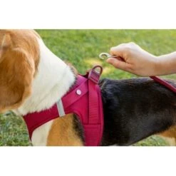 Curli Vest Harness Clasp Air-Mesh Grün XXXS -Ruffwear Verkäufe eb76881dd43e950e1324091e6b3ad74fd23aa73c 1375075 de DE curli photoshoot 601 3