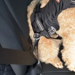 Dogs Creek Auto-Sicherheitsgeschirr Renegade S -Ruffwear Verkäufe eb9d0cb2c7ae4a01b8ecbe8d4bb1caf5a3470ad1 3df2cd45ebd6f600e5a65656d3584edd73a0f3b7