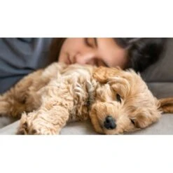 Mammaly Puppy Power 110g -Ruffwear Verkäufe ee84baad2292c99133ef1aa1b1de8be40c6f9e3a 1472892 1