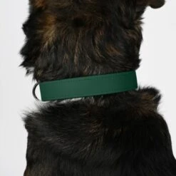 THE DOG IDEA Biothane Halsband Dunkelgrün XS -Ruffwear Verkäufe f9210efff583b3e05496b67e823e01eb4b03e858 1674186 de DE 2d98ac1531a8520d8469317820414b744558358dIf8AKW