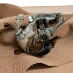 Canadian Cat Company Spielteppich Für Katzen Braun -Ruffwear Verkäufe feeb1471a0788eb13995861dfe89bb445b21d4b8 1394213 de DE 4a32360e22e339a18cf0f9a52c488f1077251d777uzNQw